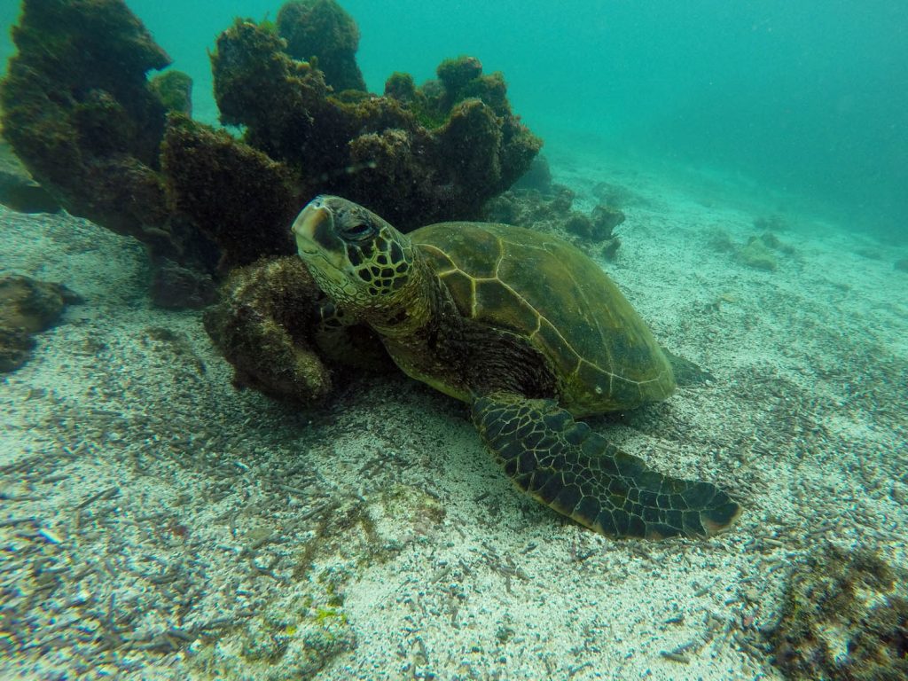 Pinzon zeeschildpad