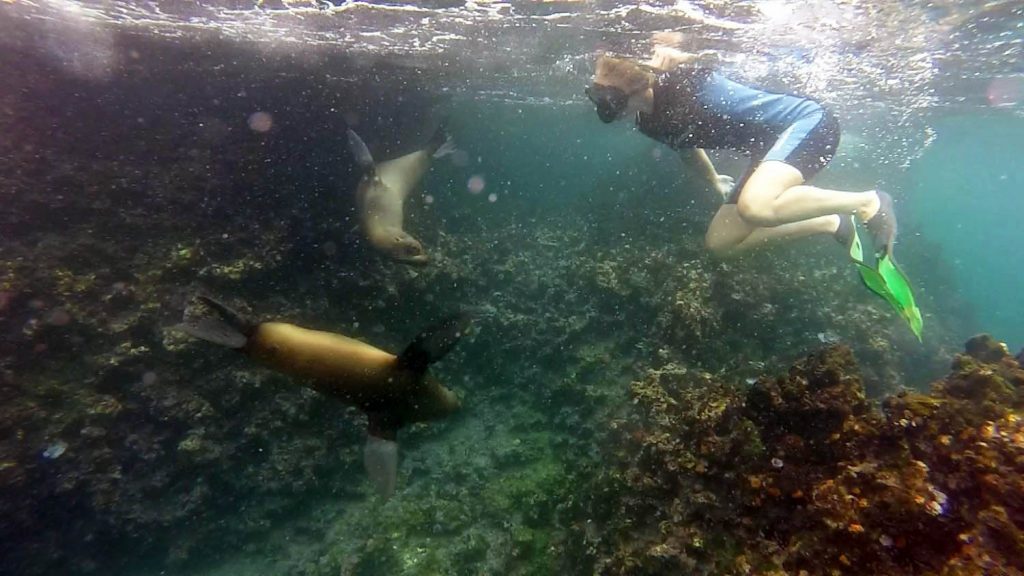 Zwemmen met zeeleeuwen