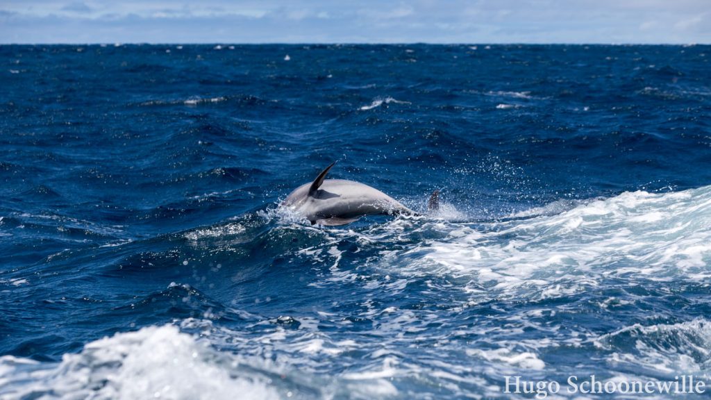 San Cristobal 360 dolfijnen