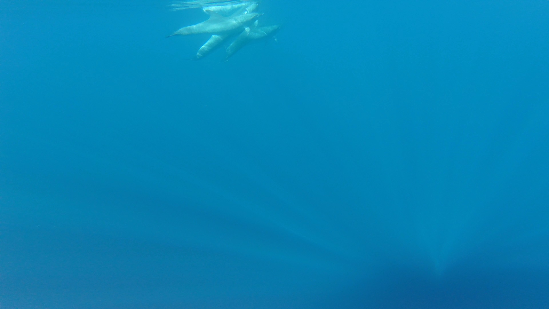Drie dolfijnen aan het wateroppervlak