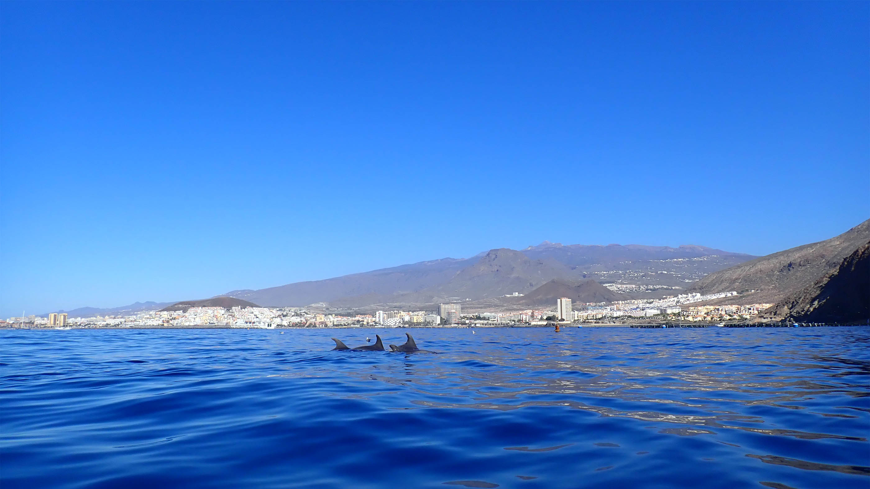 Dolfijnen voor de kust van Los Cristianos op Tenerife.