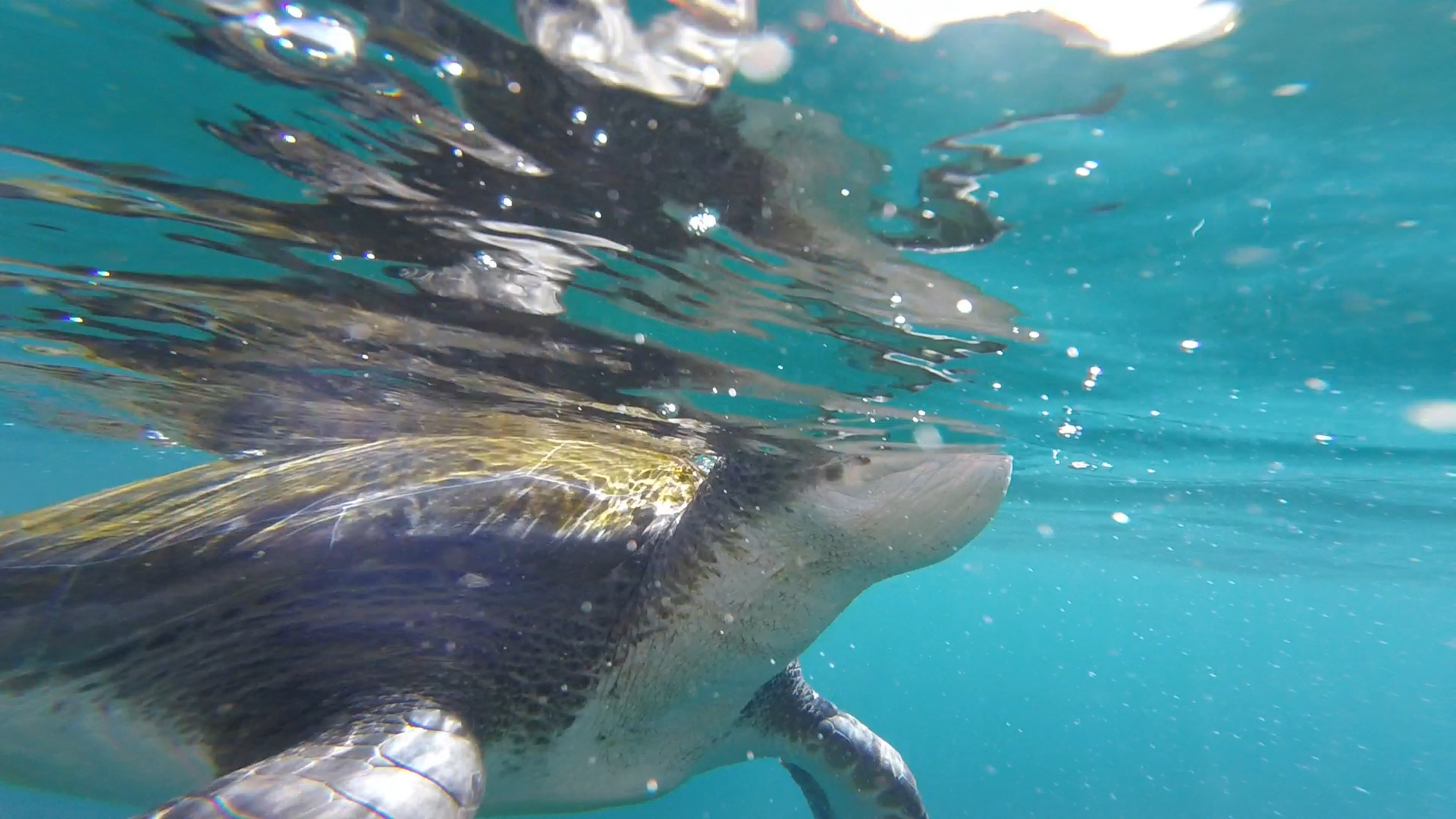 Zeeschildpad vlak voor de lens