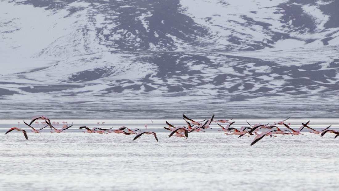 Flamingo's vliegen weg boven het wateroppervlak van Laguna Colorada in Bolivia.