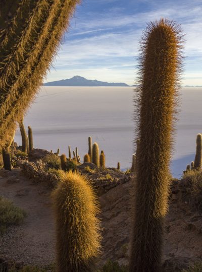 Uitzicht over Salar de Uyuni met cactussen ervoor.