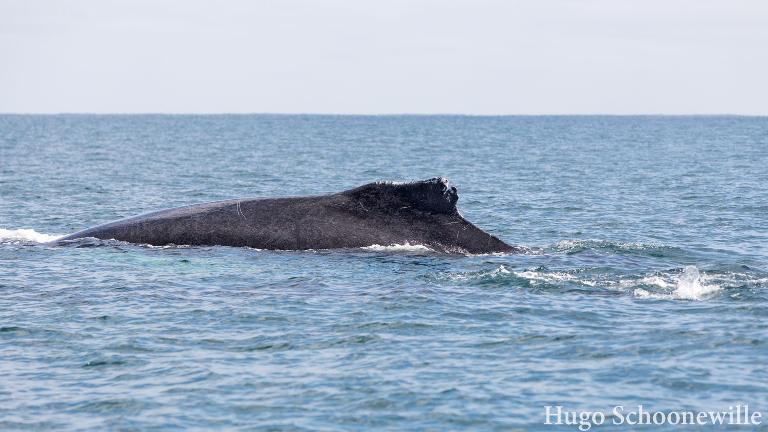 Reisdagboek #18: walvis spotten in Salinas
