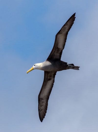 Albatros Española