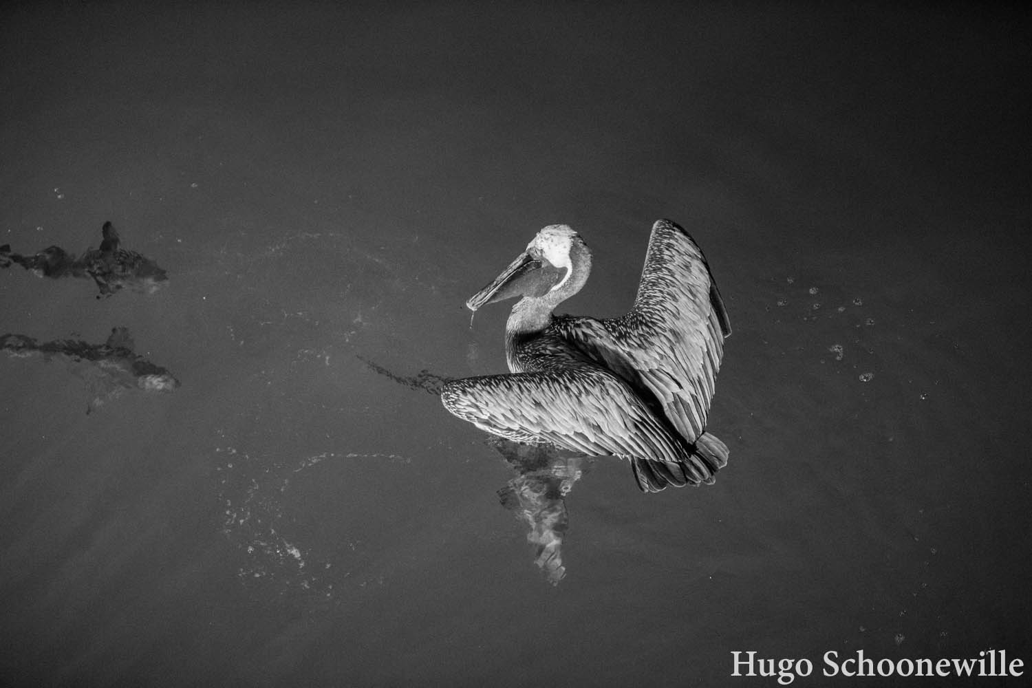 Zwartwitfoto van een pelikaan die het water in duikt om vissen te vangen.