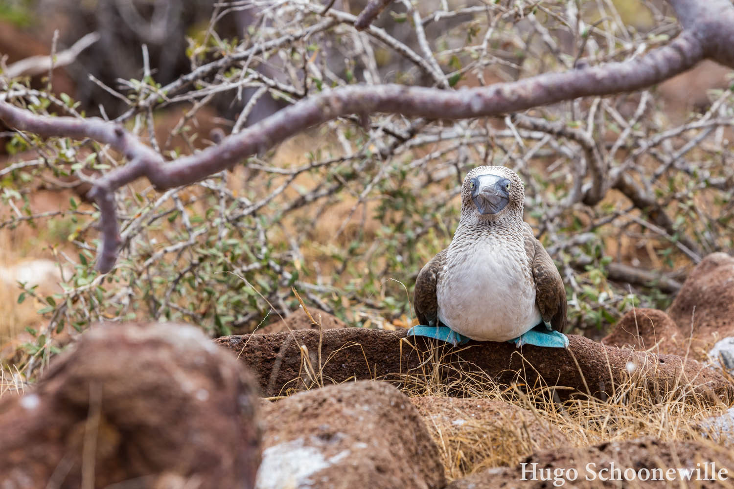 In elkaar gedoken blauwvoetgent of blue-footed booby op een Galapagoseiland, te zien op een dagtour vanuit Santa Cruz.