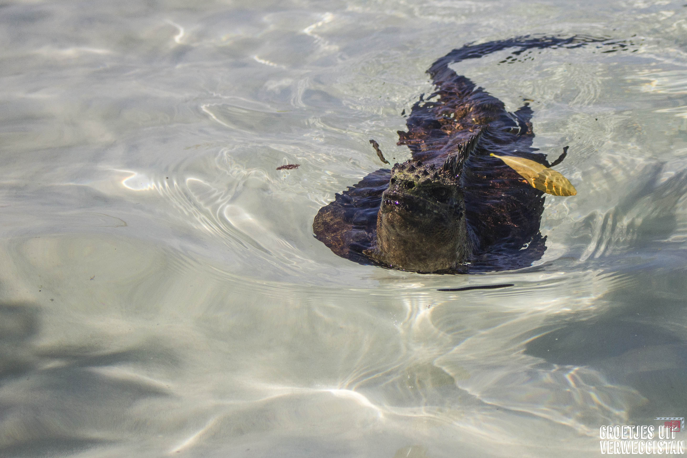 Swimming marine iguana at Tortuga Bay in clear water.