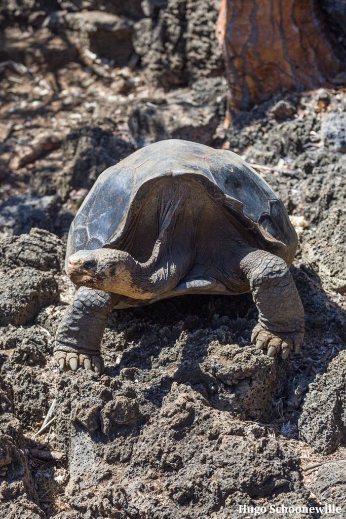 Wat te doen op Santa Cruz: een reuzeschildpad in het Charles Darwin Research Station.