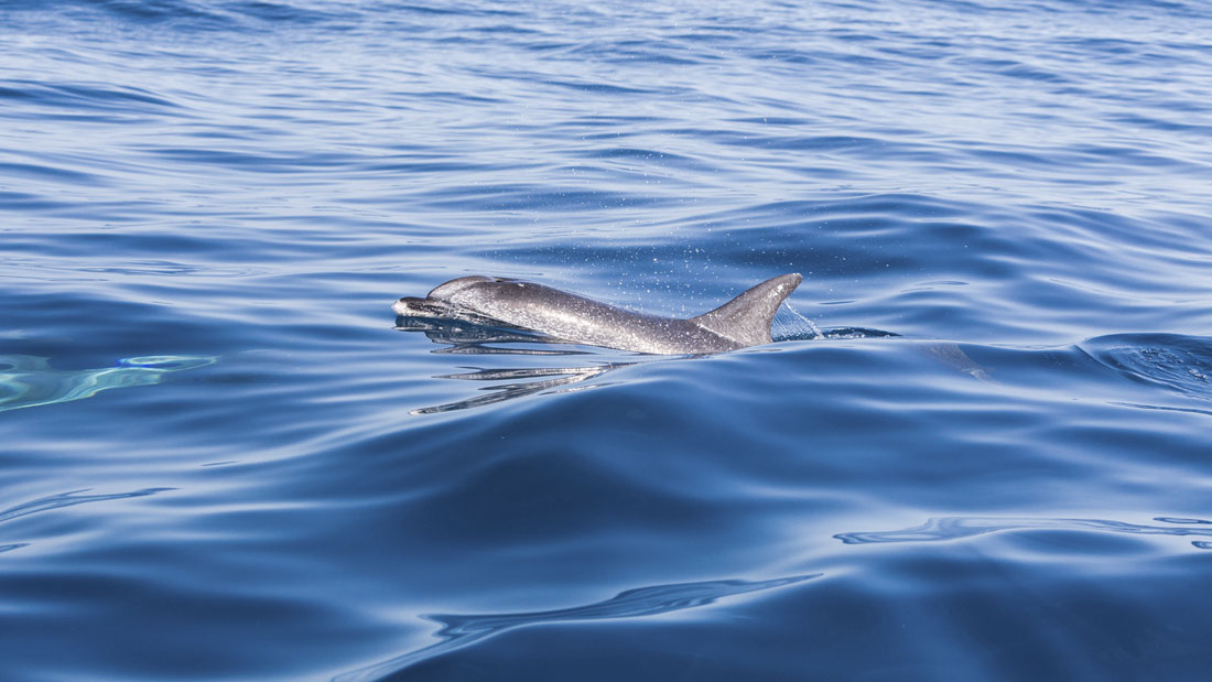 Dolfijn in de wateren tussen Tenerife en La Gomera