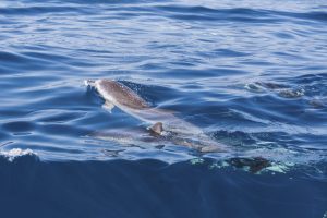 Gevlekte dolfijnen in de oceaan voor de kust van Tenerife.