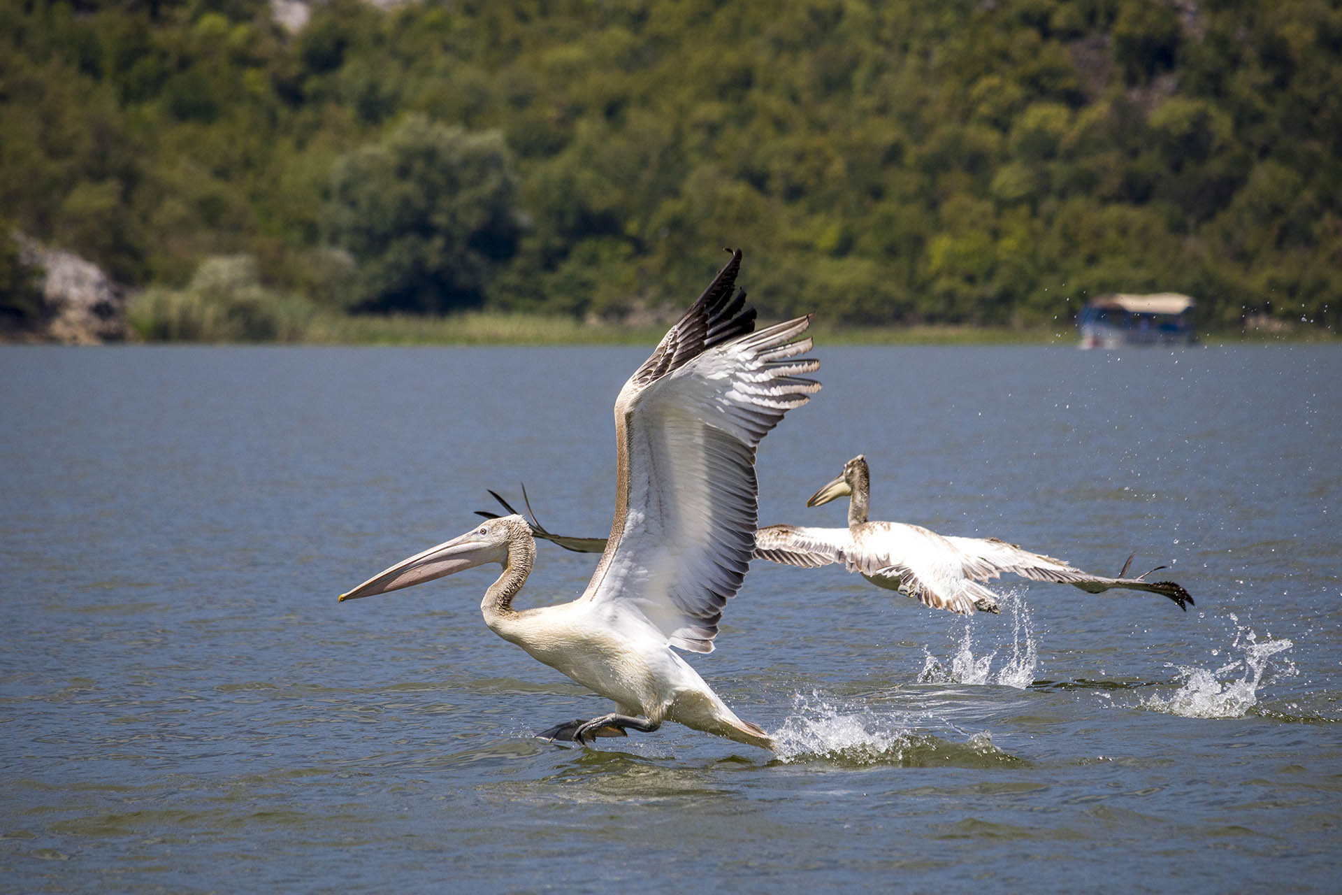 Dalmatische pelikaan landt op het water van het Skadarmeer in Montenegro. Dalmatian pelican