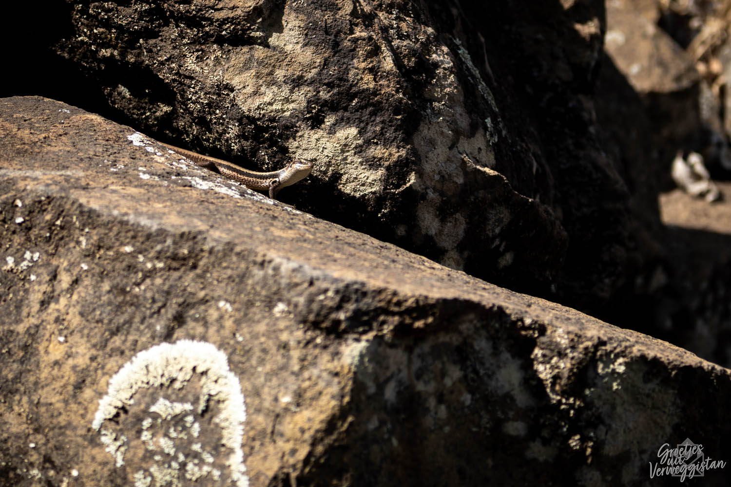 Hagedis op een rots in Kaapverdië.