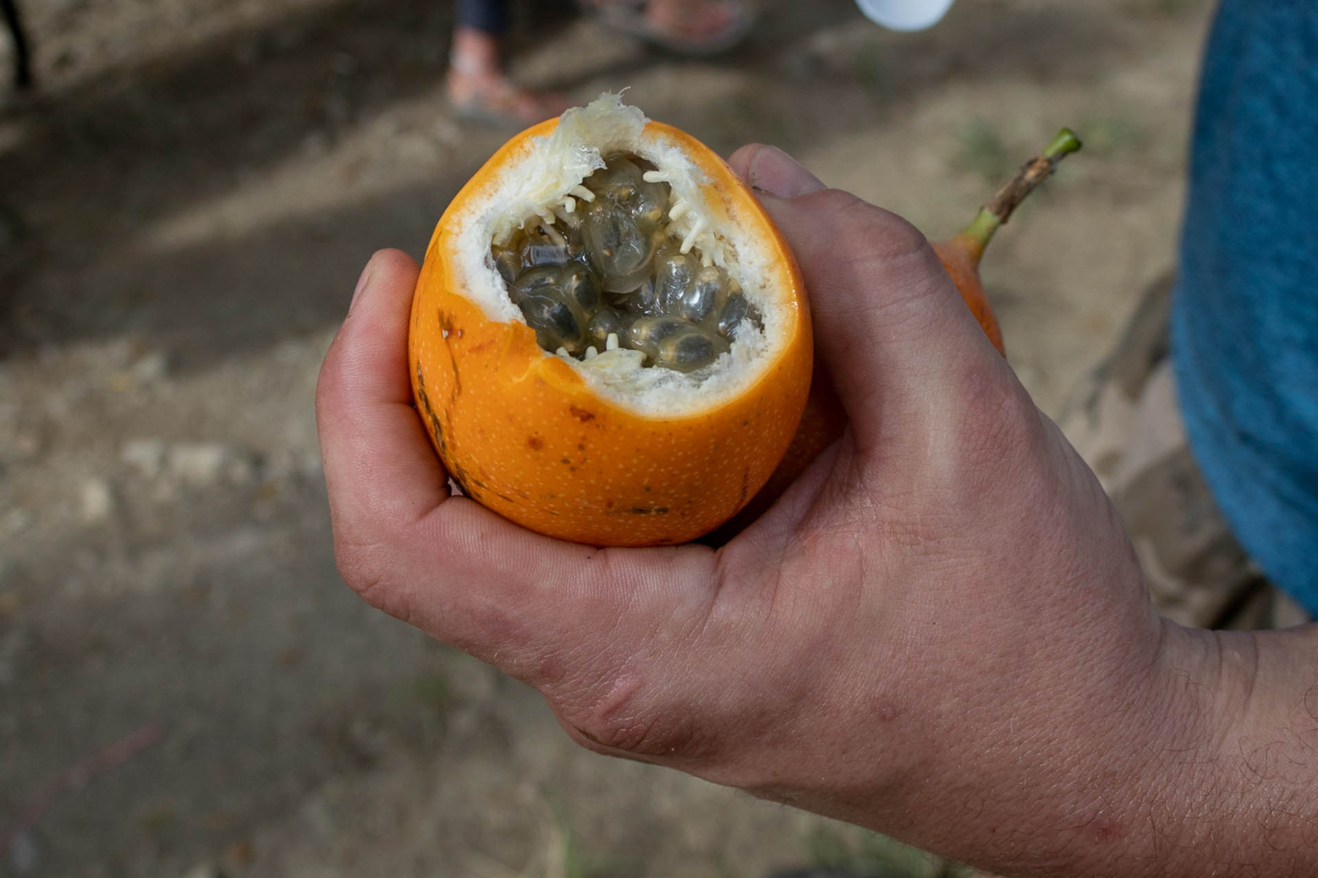 Opengemaakte grenadilla, waardoor je het vruchtvlees kunt zien.