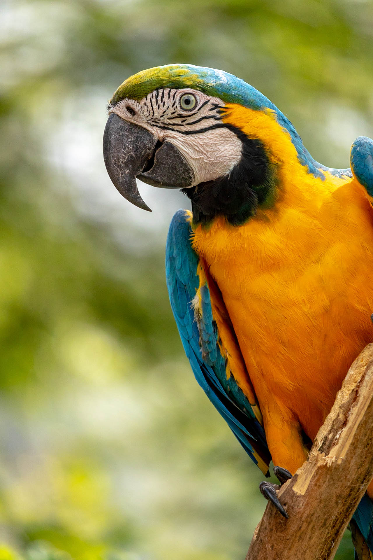 Geel met blauwe ara op een tak in Peru