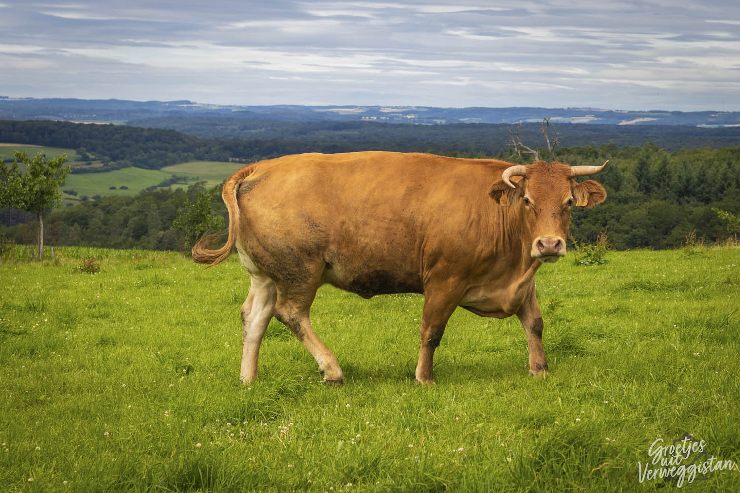 Bruine koe in de weide in Luxemburg met bos en dorpjes op de achtergrond.