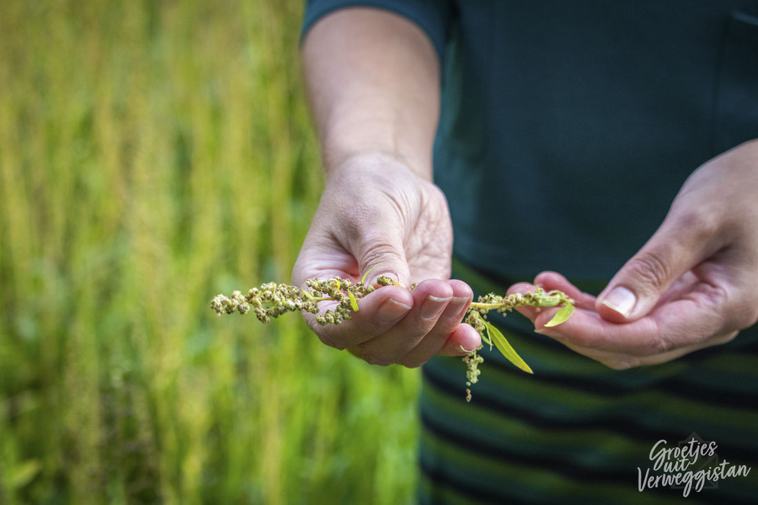 De Nederlandse vervanger voor quinoa