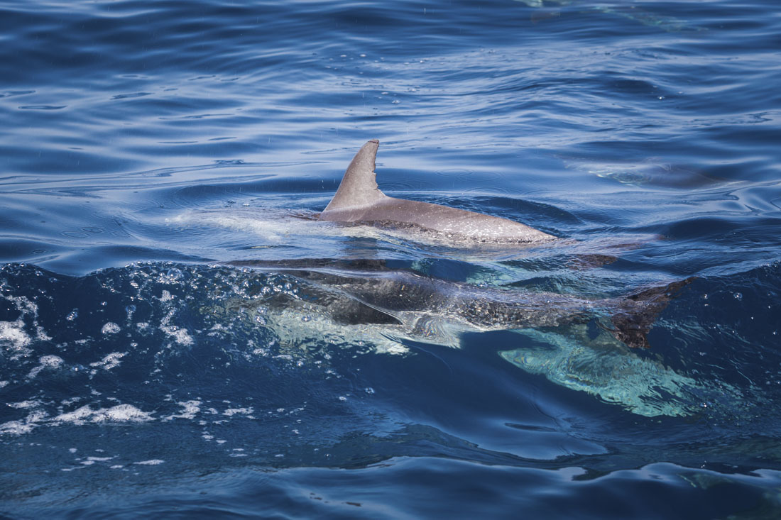 Gevlekte dolfijn vlakbij de boot op Tenerife.
