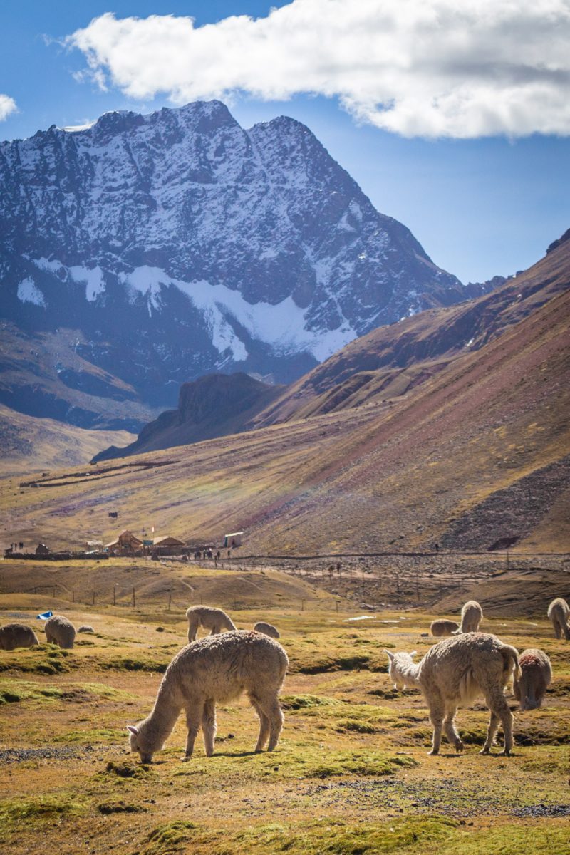Alpaca's grazen voor een hoge berg in de Andes