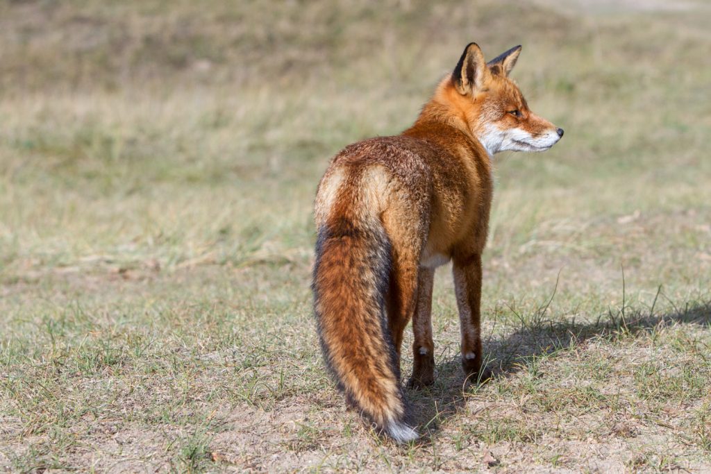 Achterzijde van een vos die opzij kijkt, met staart en duingras erachter