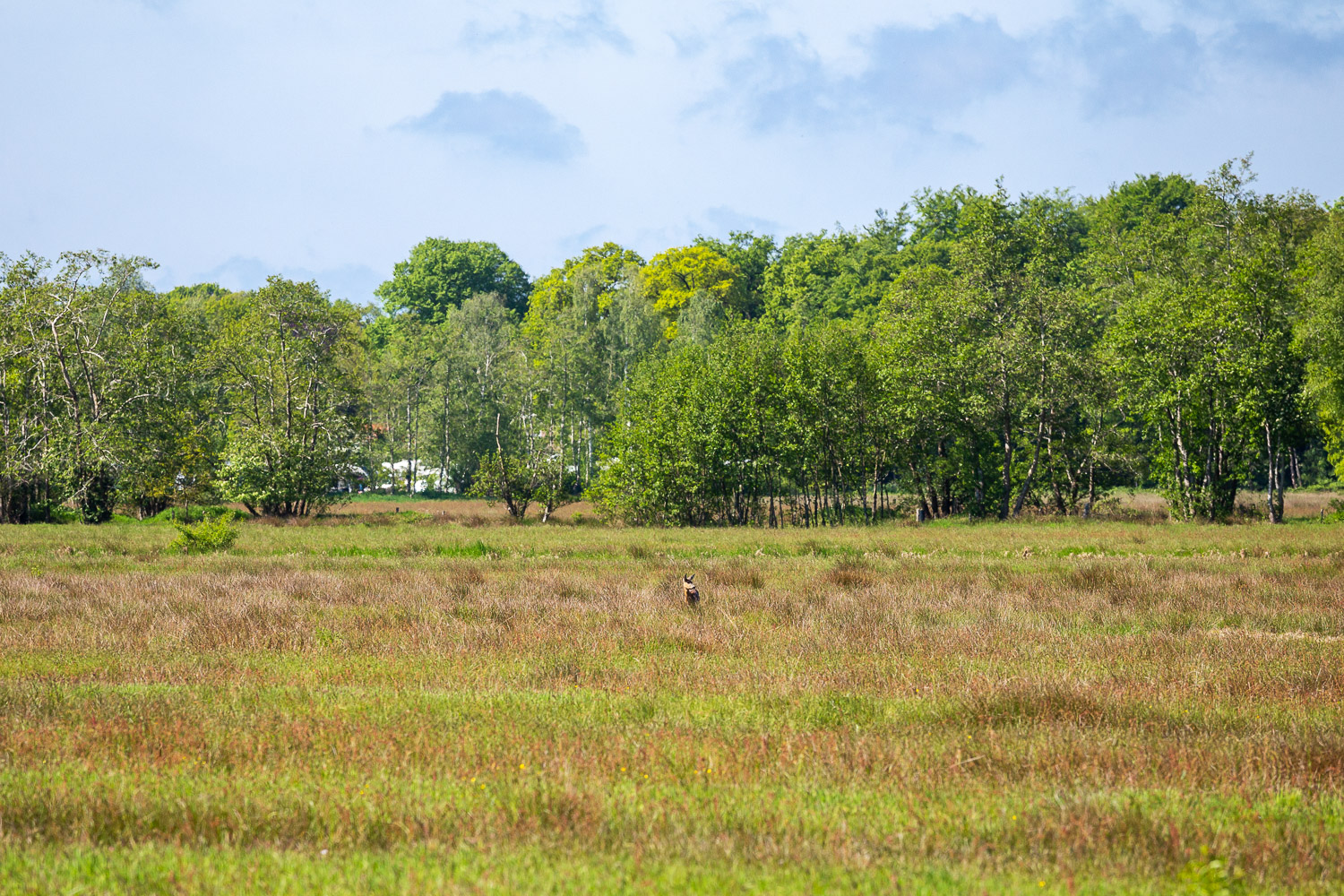Hert in het hoge gras vlakbij Huisje in het veld