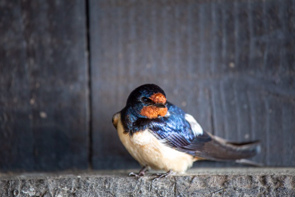 Zwaluw zit op een randje in een vogelkijkhut in Nationaal Park Dwingelderveld