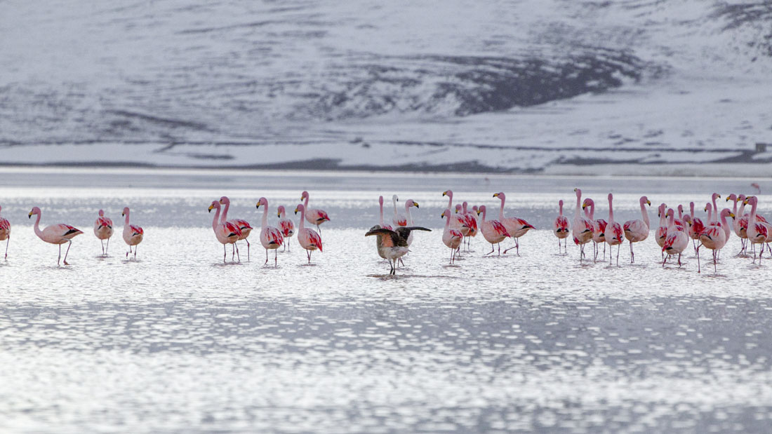 Flamingos in een meer tijdens de jeeptocht over Salar de Uyuni in Bolivia
