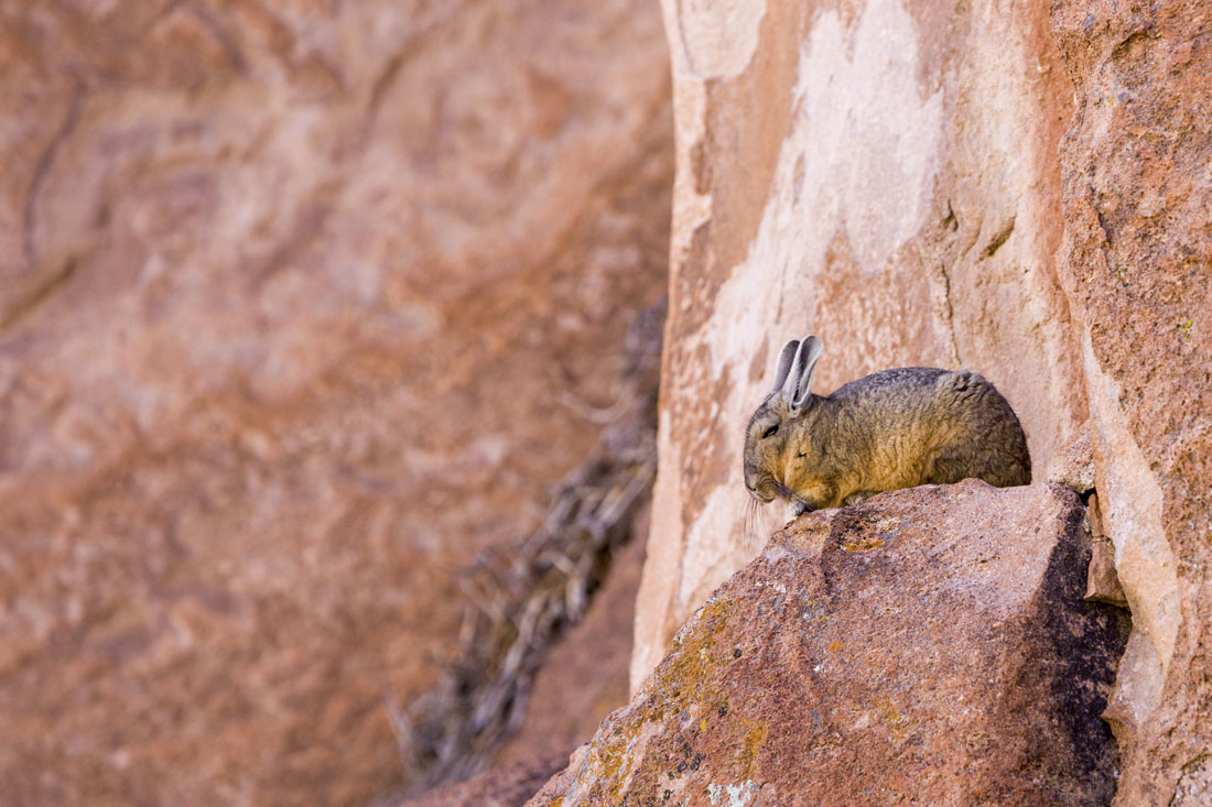 Een viscacha zit op een rots in Bolivia bij de zoutvlaktes
