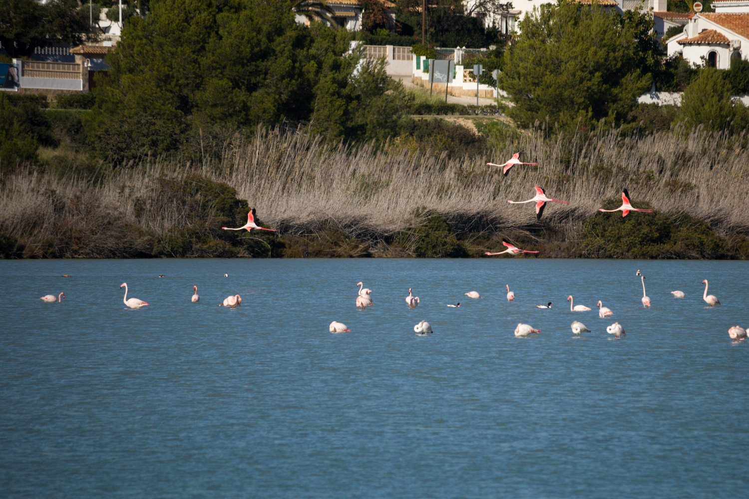 Flamingos in het meer Les Salines in Calpe