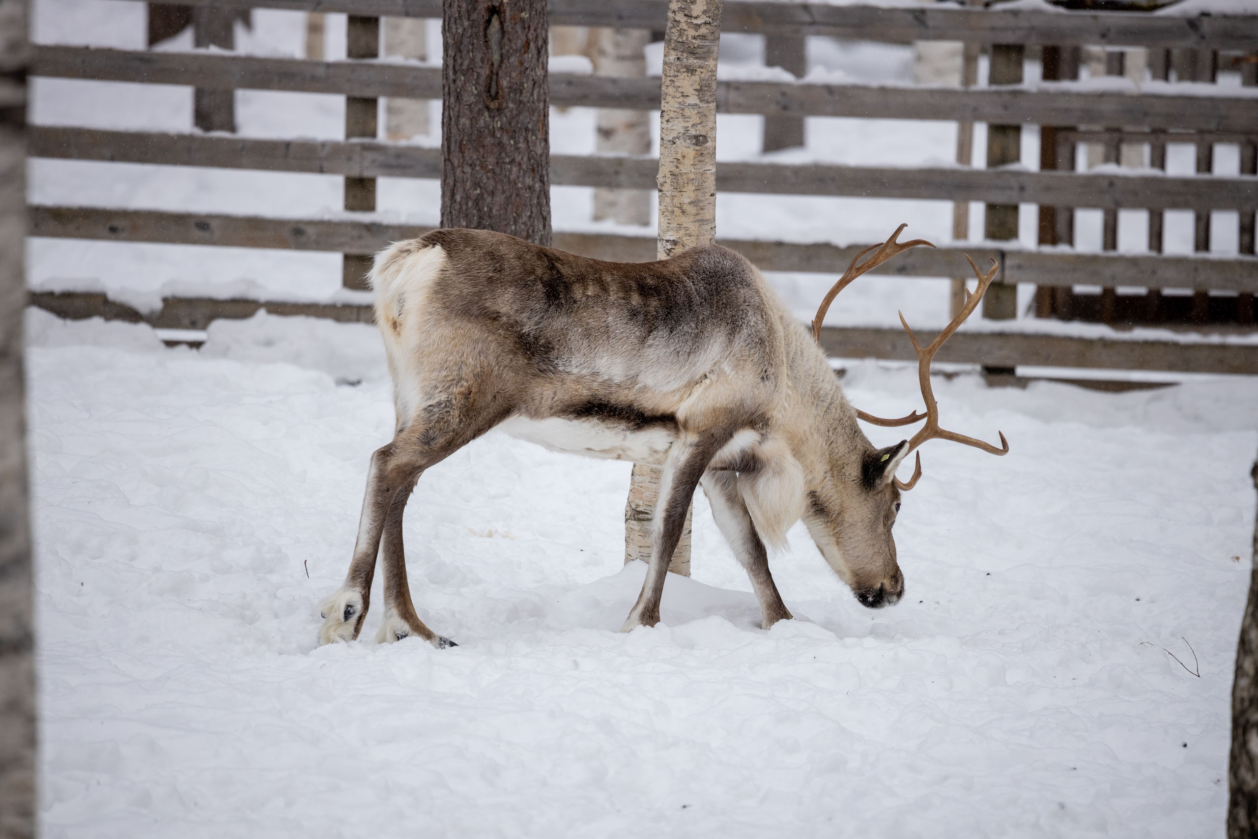 Rendier snuffelt in de sneeuw in Ranua Zoo bij Rovaniemi