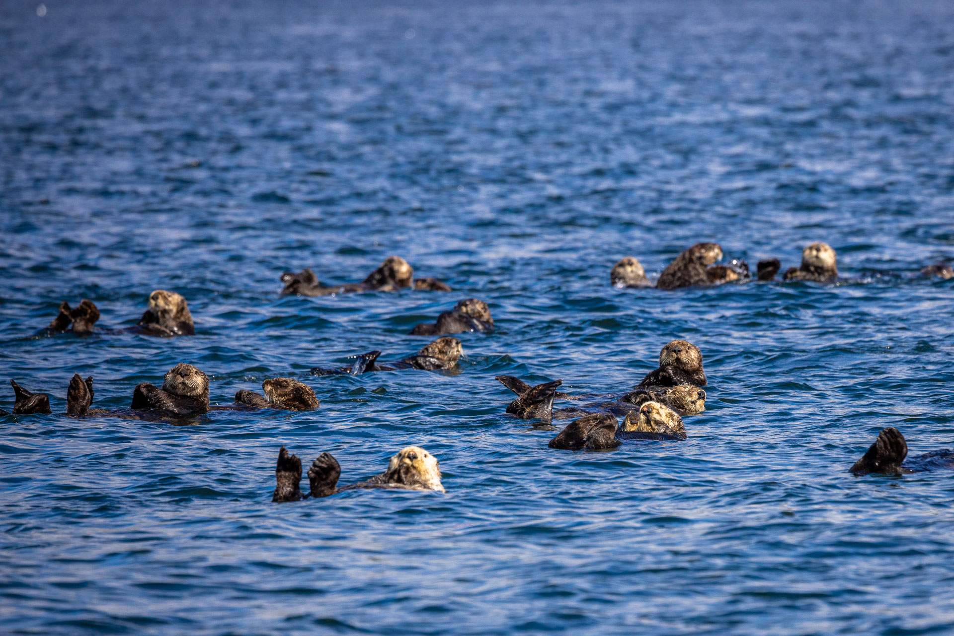 Groep zee otters liggen op hun rug in het water bij Tofino op Vancouver Island