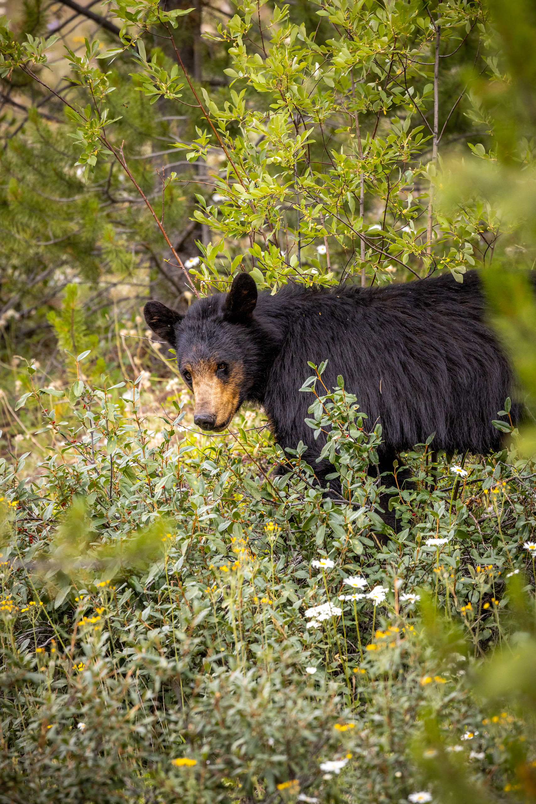 Zwarte beer met bruine snuit tussen de groene struiken langs de kant van de Bow Valley Parkway tijdens een rondreis Canada camper.