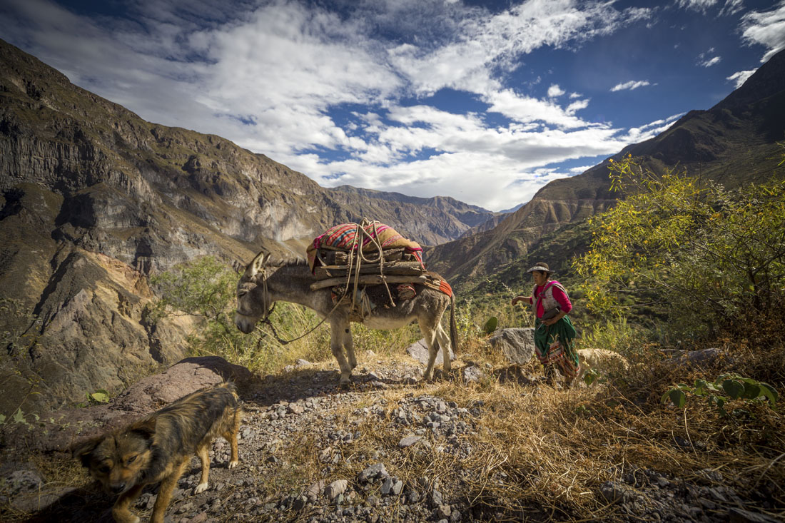 Oudere vrouw in Peruaanse kledendracht met een bepakte ezel in de Colca Canyon met de wanden van de kloof op de achtergrond.