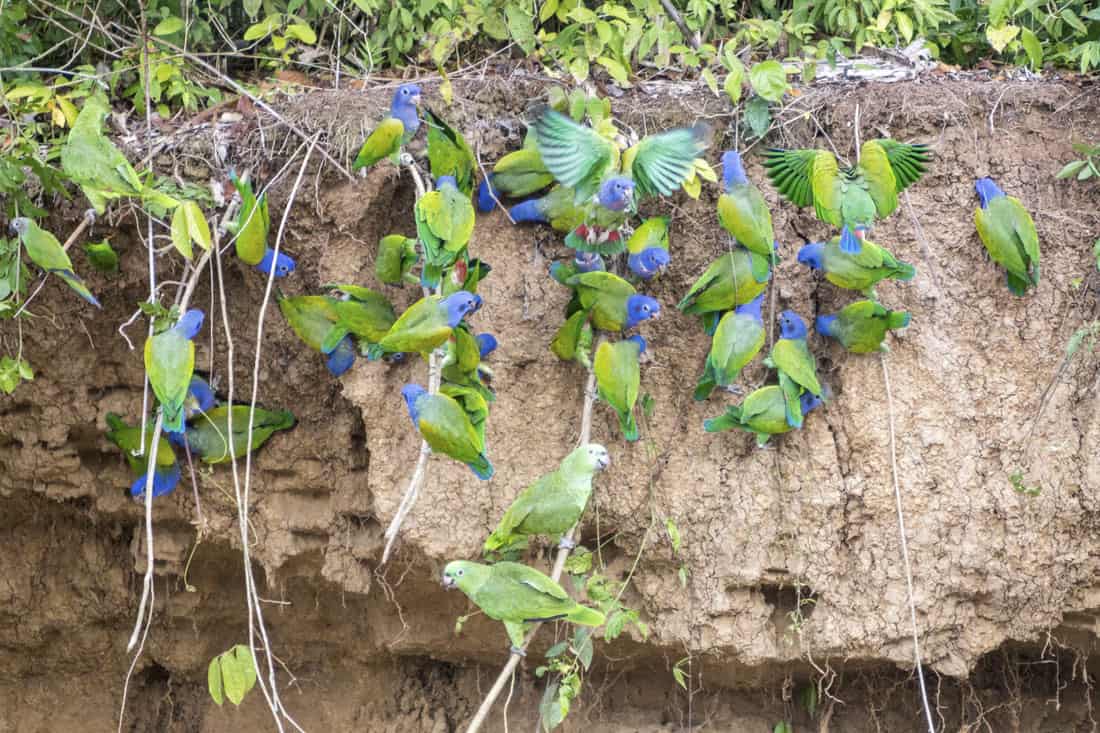 Groene papegaaien tegen een kleimuur, een zogenaamde clay lick, in Manu National Park in Peru