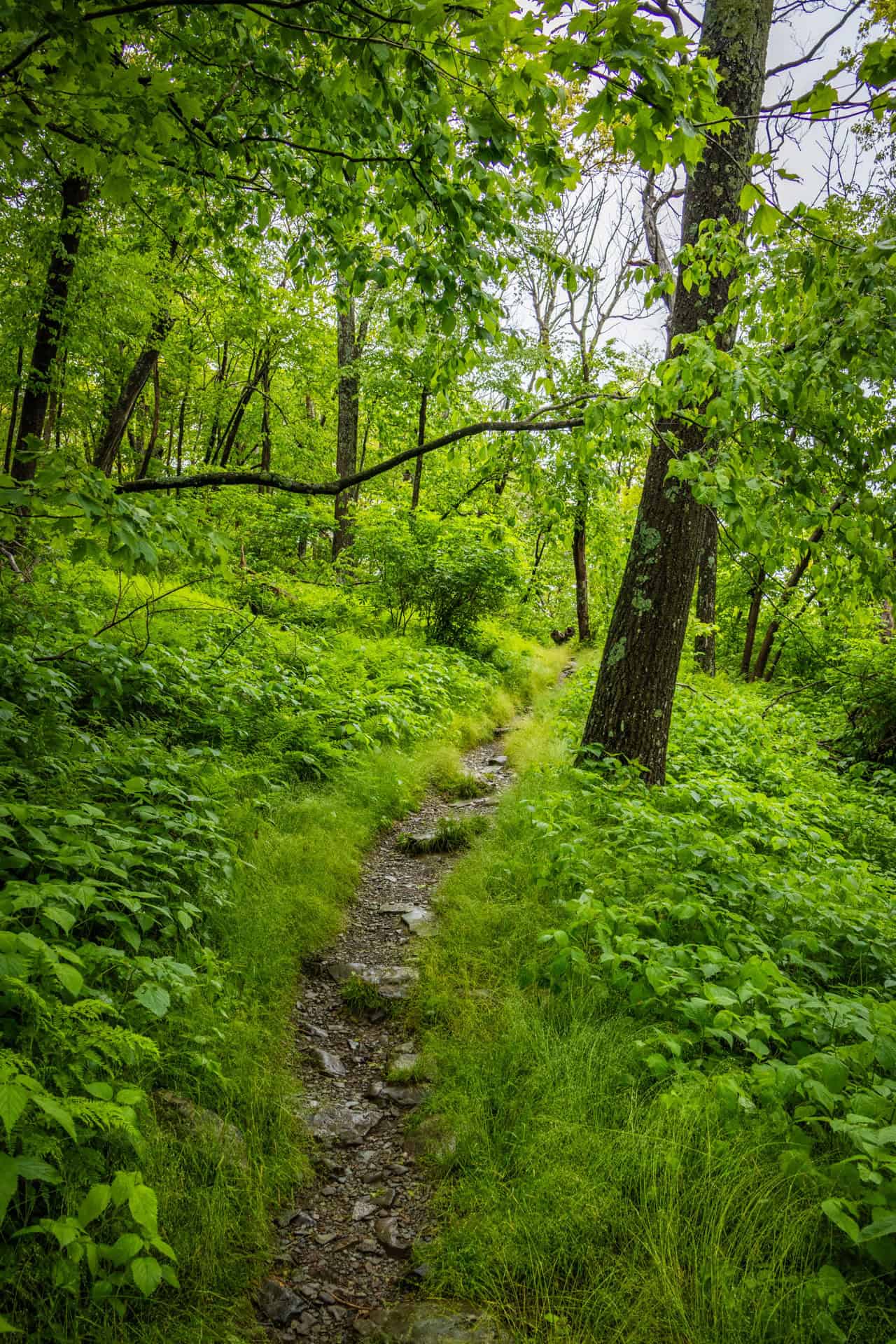 Smal pad door de groene bomen en bossen in Shenandoah National Park, op de Appalachian Trail.