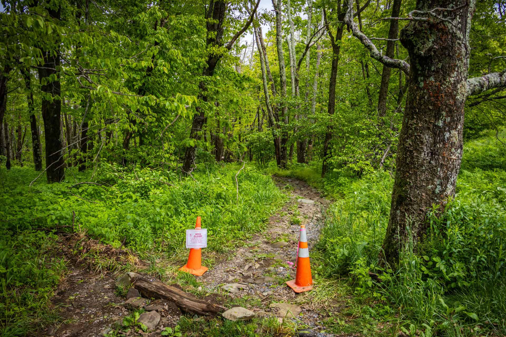 Bosrijk wandelpad bij Hawksbill Mountain afgesloten met twee feloranje pionnen en een bordje met “Area Closed” erop. Het pad kronkelt tussen dichtbegroeide, groene bomen en struiken.